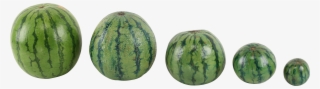 Watermelon #7703254