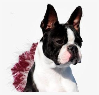 Boston Terrier #7704446