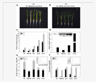 Phenotypes Of Transgenic Plants Along With Wt Grown - Diagram #7710802