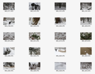 Picture - Animal #7710947