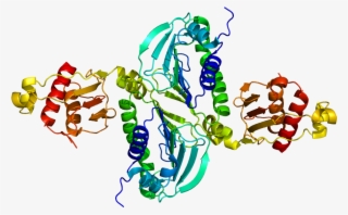 Pms2 - Mlh1 Protein #7711027