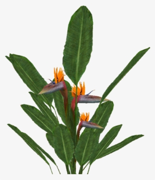 Bird Of Paradise - Bird Of Paradise Png #7712712