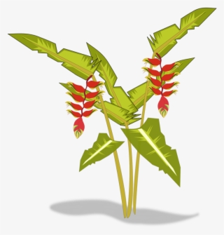 Heliconia Psittacorum Heliconia Bihai Heliconia Wagneriana - Heliconia Png #7712849