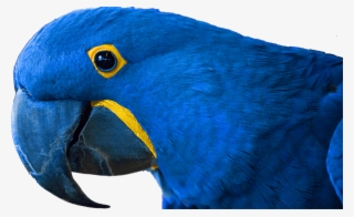 Bird Kingdom Niagara Falls, Canada - Macaw #7713063