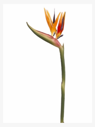37" Bird Of Paradise Spray X2 Orange Yellow - Bird Of Paradise #7713208