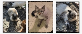Artemis - Siamese #7714506