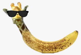 Registered User - Bananas Best To Eat #7716851