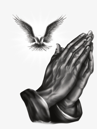 Common Tern #7719171