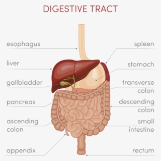 Imagenes De Tracto Digestivo #7720842