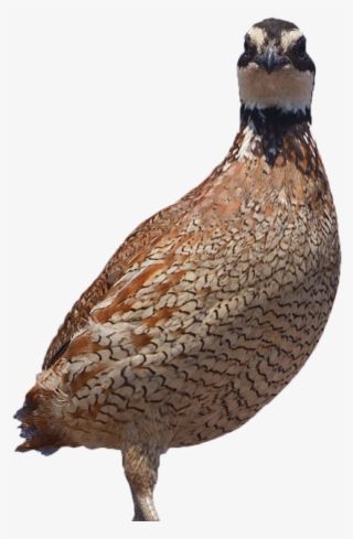 That Parasites Are Responsible For The Decimation Of - Quail #7721759
