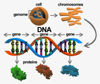 Geneimagewip007 - Gene In Dna #7722409