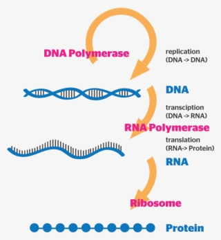 Gene Expression - Tan #7722545