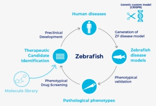 Human Diseases Modeling - Hair-cutting Shears #7723010