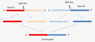 Fusioncancer A Database Of Cancer Fusion Genes Derived - Diagram #7723468