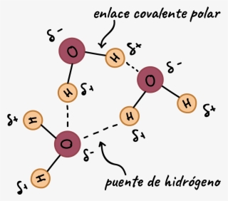 Moléculas De Agua Formando Un Puente De Hidrógeno - Water Molecule With Labels #7724993