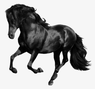 Black Horse - Black Horse White Background #7727654 Black Horse - Black Horse White Background #7727654