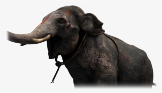 Thick Skin - Water Buffalo #7730478