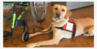 Labrador Retriever #7732213