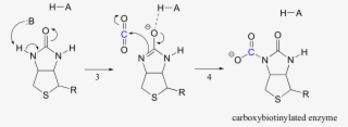 Image100e - Biotin Active Site #7732336