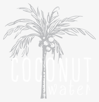 Fat Free, Cholesterol Free And Low In Calories, Cocunut - Illustration #7732907