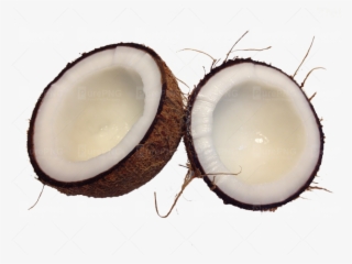 Cocunut Tree Png #7733122
