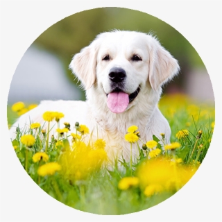 Cropping An Image In A Circular Way, Using Python [duplicate] - Golden Retriever Pups In Yellow Flowers #7734346