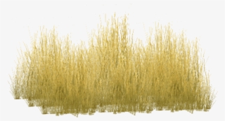 Free Png Download Yellow Grass Png Images Background - Freshwater Marsh #7734386