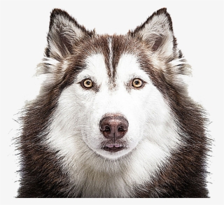 Husky Png Transparent - Husky Photography #7736995