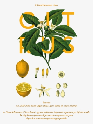 The Creative Garden By Rachel Verrengia, Via Behance - Citrus Limon L Osbeck #7738272