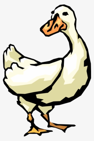 Vector Illustration Of White Waterfowl Duck Bird - Duck #7738849