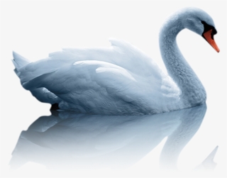 White Duck Png #7738985