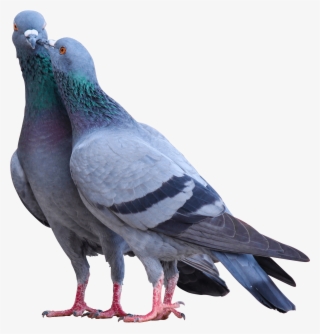 Download - Birds #7740659