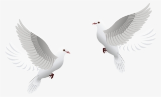 Transparent Wedding Dove Png #7741119