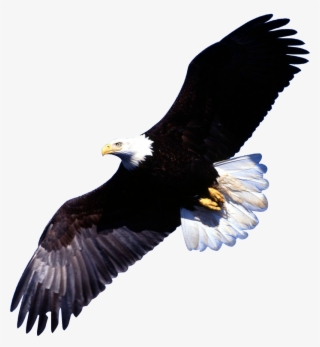 Eagle Png Image - Transparent Background Images Animals #7742265