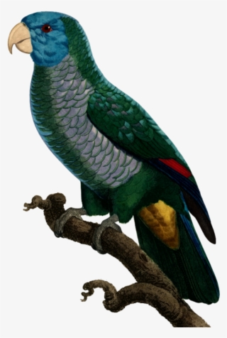 Mq Sticker - Parrot #7742851