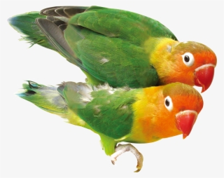 Vector Black And White Library Bird Download Pair Of - 各 种 鸟 的 图片 #7742901