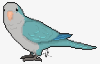 Wikia Visualization Add 1,parrots - Budgie #7743003