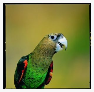 Png Free Download New Species Found Hiding In Plain - Cape Parrot #7743463