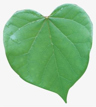 American Aspen #7743516