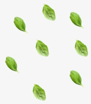 Veggie Wonder - Herbaceous Plant #7743906