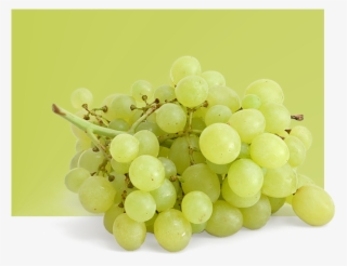 Table-grapes - Examples Of Grapes Fruit #7743952
