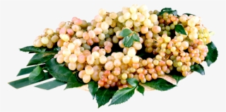 Purple Cartoon Grapes - Fruit #7744098