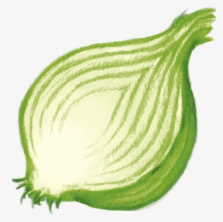 Onion - Illustration #7744541