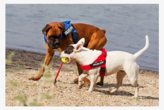 Julius K9 Harness Mini #7745119