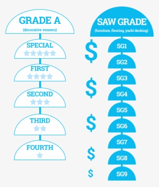 Teak Grading In Myanmar - Circle #7745371