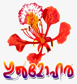 Gulmohar - Flower Royal Poinciana #7746528