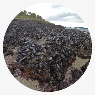 The National Reference Laboratory For Mollusc Diseases - Shore #7746725