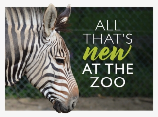 Zebra-1170x857 - Zebra #7746869