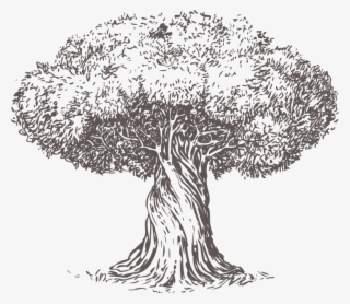 You Know The Adage, “money Can't Buy Happiness” It's - Old Olive Tree Branch Illustration #7747032