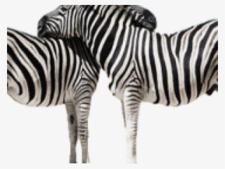 Zebra #7747343